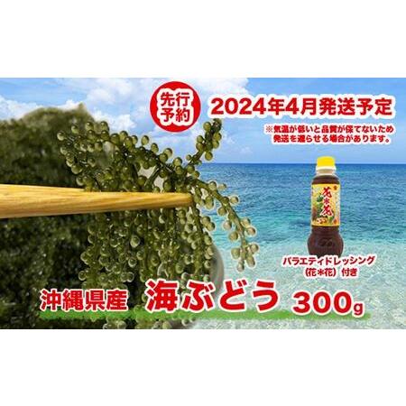 ふるさと納税 先行予約！2024年4月頃発送　海ぶどう300ｇ 沖縄県南城市