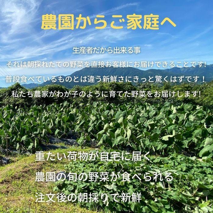 里芋３kg 有機栽培 農家直送 産地直送 熊本野菜