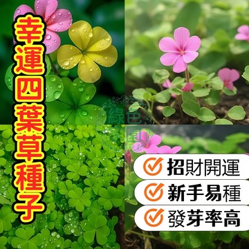 臺灣發貨 熱銷【幸運四葉草種子】 稀有真正幸運四葉草種子 爆盆易種 家運招財 愛情守護 迷你綠幸運草 辦公室盆栽