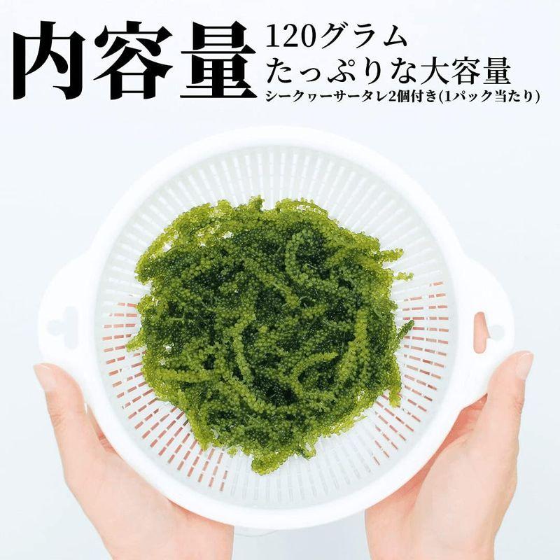 沖ピ 特選A品 海ぶどう 100％沖縄県産 専用シークヮーサータレ付き (240g(120g×2パック))