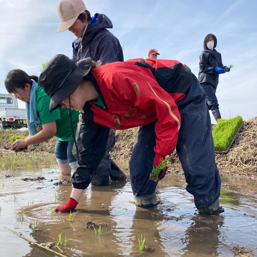 新米 米 お米 玄米 あきたこまち 20kg （5kg×4袋） 令和5年産 秋田県産 農家直送 古代米お試し袋付き