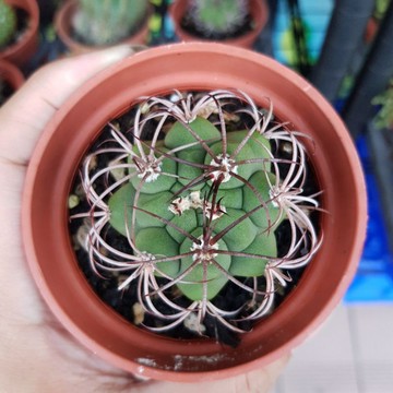 P老闆園藝~新天地 仙人掌 3吋盆