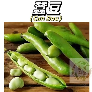 現貨（蠶豆種子）大白胡豆 七星蠶豆 綠寶石蠶豆生蠶豆幹蠶豆種子農傢綠皮蠶豆羅漢豆衚豆 日本大白皮  特大高產蔬菜種子