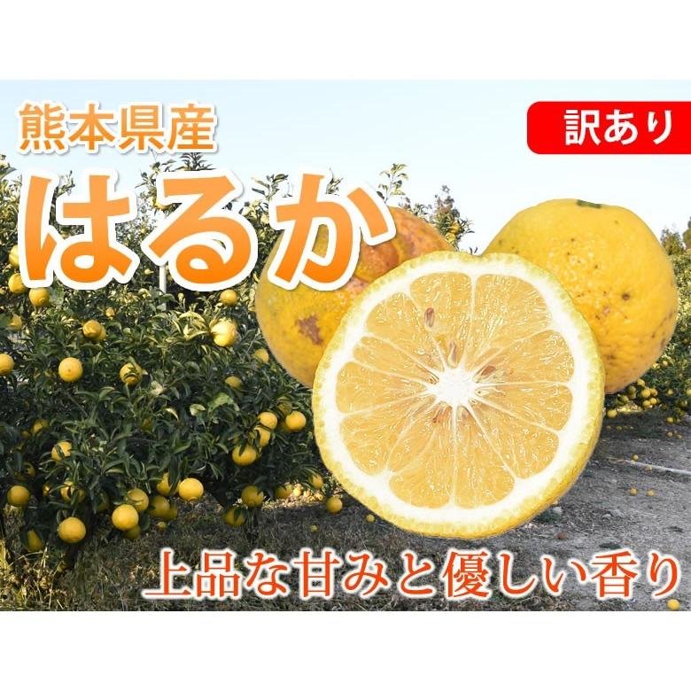 はるか みかん 10kg 箱込（内容量9kg＋補償分500g) 送料無料 訳あり 無選別 熊本県産 はるかみかん ミカン 蜜柑