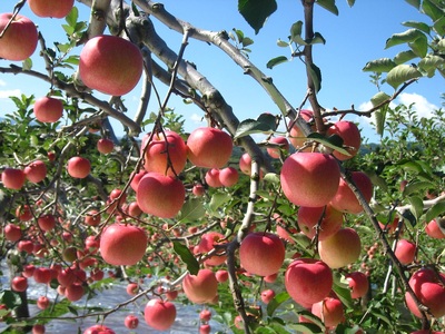   りんご 約10kg サンふじ 青森産