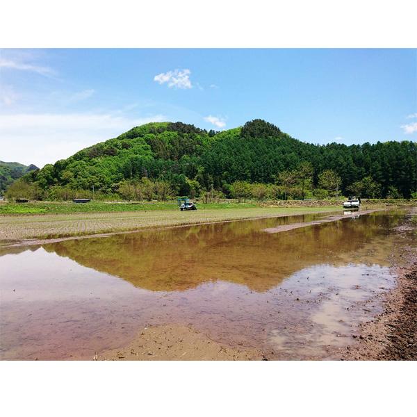 長野県佐久産 お米 こしひかり 5kg 送料込（沖縄別途590円）