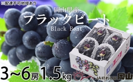 ブラックビート 約1.5kg 3房～6房 ぶどう 葡萄 岡山県産 2023年