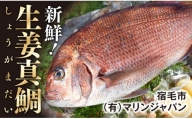 高知産の生姜を食べて育った、新鮮絶品の「生姜真鯛」（贅沢加工）