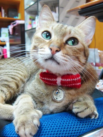 紅色條紋蝴蝶結毛線貓項圈