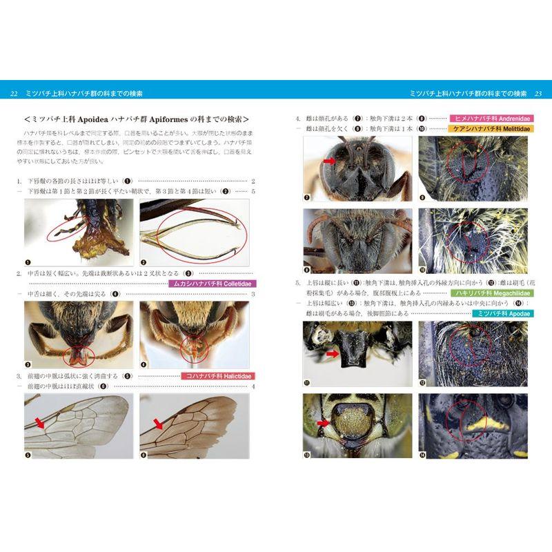 日本産ハナバチ図鑑