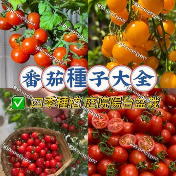 現貨 超多款番茄種子大全（50粒）小番茄瀑布 巧克力番茄聖女果 千禧番茄黑珍珠番茄家庭庭院蔬菜種子 高產好種 新手易種