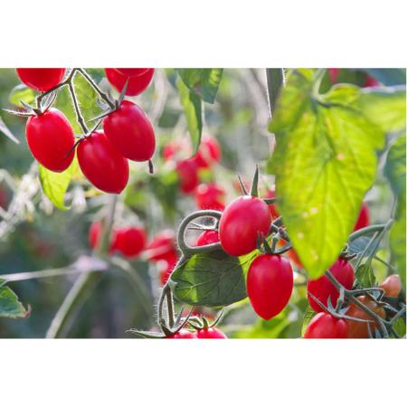 ふるさと納税 香TOMATOメルシーギフト(OGAWA FARM)　 宮崎県小林市