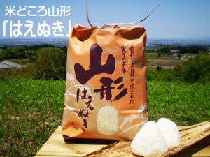 山形県産 はえぬき 米 5kg 送料無料 お米 庄内米 米 ごはん おにぎり