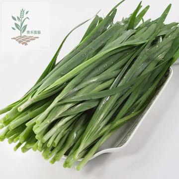 青禾園藝（韭菜種子）kú-tshài 高產老品種香韭菜久菜長年菜濃香2月~12月種植耐熱速生農家蔬菜種子#葉菜#自留種