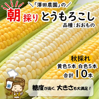 ふるさと納税 あわら市 秋とうもろこし 黄色 白色 計10本 おおもの 朝採り