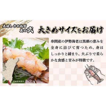 ふるさと納税 KU067 ＜数量限定＞宮崎県串間産伊勢エビ(計約600g・1〜3匹)  宮崎県串間市