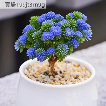 現貨 球鬆種子（500粒）新品種 多肉  小松多肉植物盆栽群生多頭姬紅小松肉肉花卉種子 超低價 多年生
