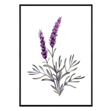 浪漫薰衣草  50 x 70cm  黑色