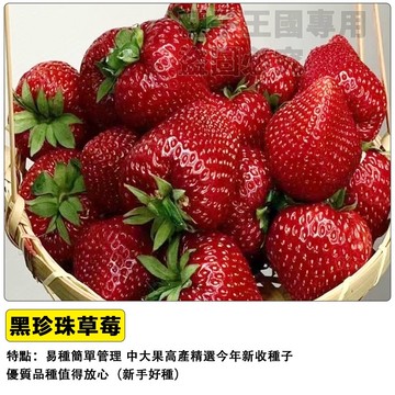 🍓【夢幻深黑色】黑珍珠草莓種子 黑色草莓  四季開花結果 陽台盆栽 家庭農場 DIY種植 可食用果實