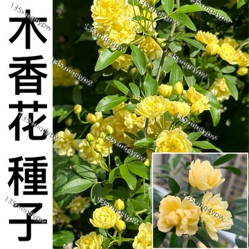 現貨 木香花種子（250粒） 四季種植 【木香花種子】 濃香庭院爬墻植物 七裏香 香味濃郁 多色可選 發芽率高