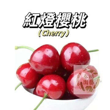 嘉義現貨（紅燈櫻桃種子YT-4）車厘子~ 紅大果櫻桃水果種子甜度高~高產多年生盆栽庭院陽台可種植耐熱耐寒