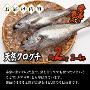 天然 クログチ (約2kg・計2-4本) 直送 産直 漁師 魚 鮮魚 天然 クログチ カマガリ 釜借 白身魚 獲れたて 刺身 煮つけ 塩焼き 冷蔵 豊後水道 鮮魚 大分県 佐伯市