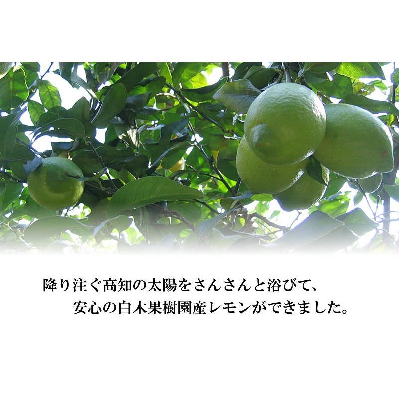 白木果樹園産　マイヤーレモン　約1.5kg