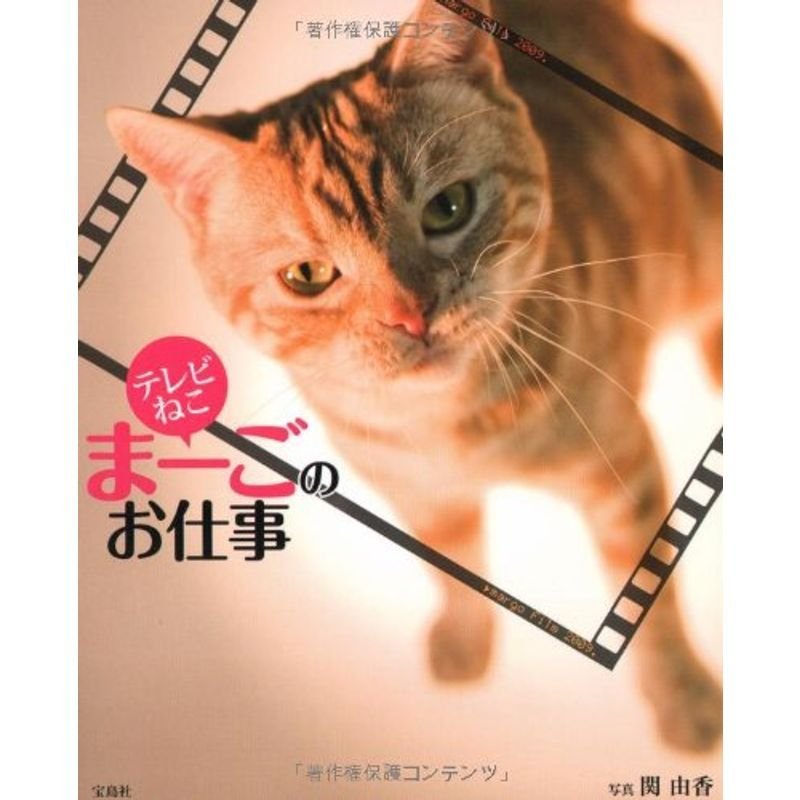 テレビねこ まーごのお仕事