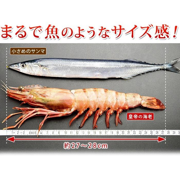 特大 冷凍 シータイガー ジャンボエビ 皇帝の海老 有頭えび 単品 1尾150-179g 約27-28cm 個包装 お歳暮 ギフト 御歳暮 お年賀 海鮮 年末年始 ごちそう