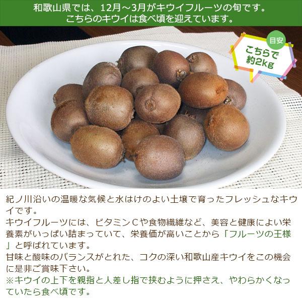 和歌山より直送！ ちっちゃいキウイフルーツ 1.5kg ［送料無料］■期日指定不可・発送翌日受取限定：翌日お届け時間帯にご注意ください■