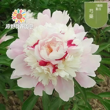 青禾園藝-胭脂點玉芍藥花種子 （SY-36）粉色係重辦濃香型多年生觀賞花卉耐熱大花型庭院陽台盆栽非牡丹四季可種植#自留種