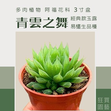 [狂買園藝] 多肉植物 青雲之舞 玉露 3寸盆 /小品盆栽/仙人掌/送禮小物/婚禮小物