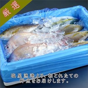 ふるさと納税 御坊産　鮮魚セット2.5kg沖縄・北海道・東北・九州 和歌山県御坊市