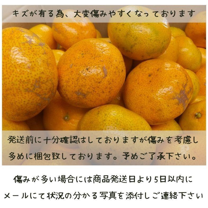 早生小粒愛媛みかん 約10kg (5kg×2箱)　北海道・沖縄送料別途1000円