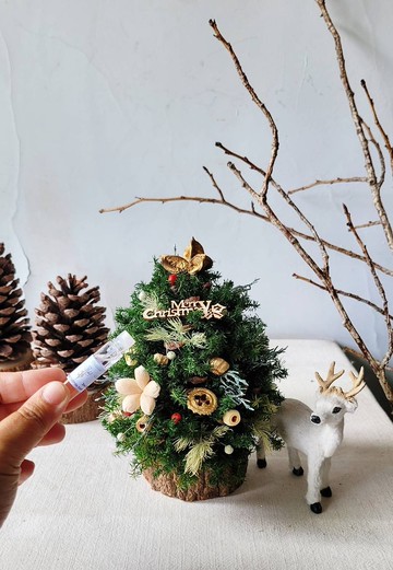 海藏設計│魔法森林。不凋松果聖誕樹 擴香組+3ml精油+串燈