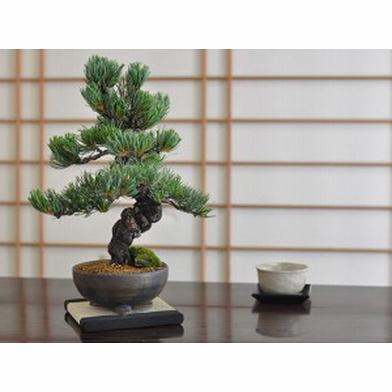 鬼無の盆栽 五葉松 盆栽 松 盆景 安心の育て方冊子と肥料付き 父の日敬老の日の贈り物 ギフト お祝い ラッピング 誕生日 通販 Lineポイント最大1 0 Get Lineショッピング