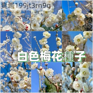 💮【白色梅花】💮玉蝶系列 （5粒）台灣可種 盆栽 地栽 四季室外植物種子 發芽率95% 梅花種子 懶人四季種子