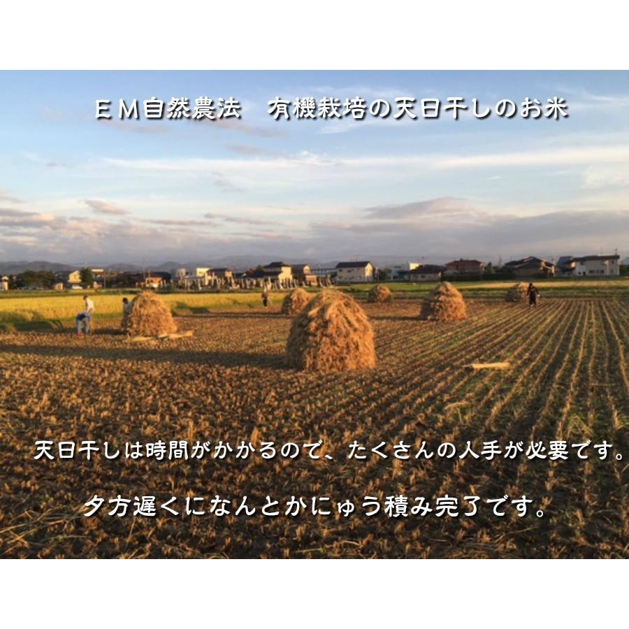 令和5年産 新米 無農薬  有機米 天日干し こしひかり 食用玄米30kg  天地の誉 EM 農法 JAS  オーガニックお米