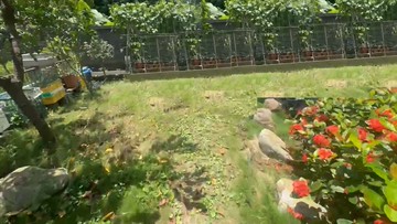 觀音農+建開心花園 甲建地附日式一樓 4房｜桃園市觀音區育仁段