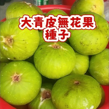 🌱無花果種子 whg8大青皮無花果種子 口感軟糯 豐產高 甜度高 水果超甜 耐寒耐旱易養活 盆栽水果