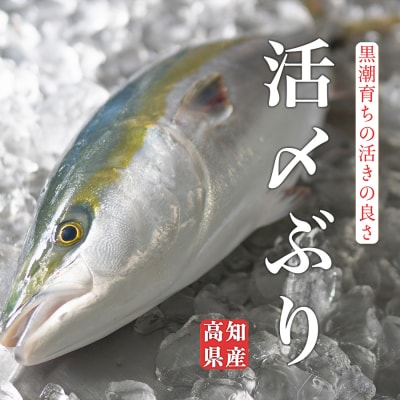 脂のり抜群!養殖ブリ活〆1本 5kg台