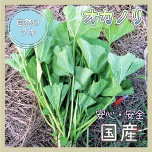  「オカノリ」 化学肥料 農薬不使用で栽培 家庭菜園 種 野菜 ハーブ 葉物野菜