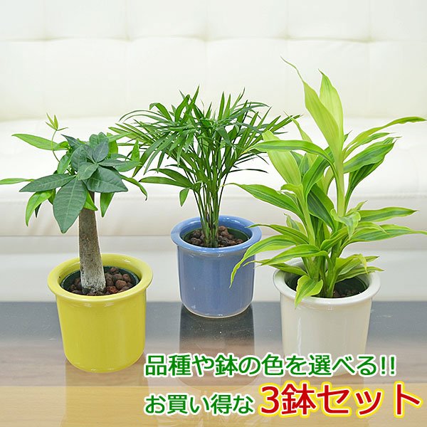 観葉植物ミニ ハイドロカルチャー 3鉢セット ガジュマル パキラ ヤシ ドラセナ サンスベリア おしゃれ お祝い パステルカラー陶器鉢付き 通販 Lineポイント最大0 5 Get Lineショッピング