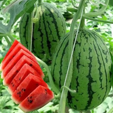 🍉多品種西瓜種籽 懶漢巨型西瓜、麒麟瓜、拇指西瓜 好種易結果 家庭庭院蔬果種子