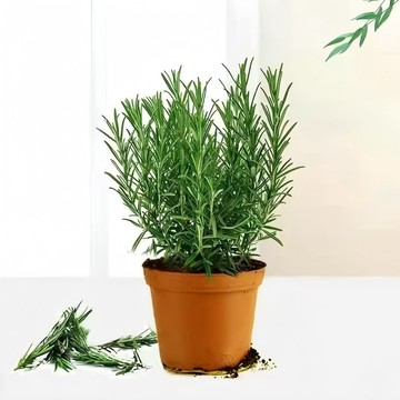 🌿迷迭香種子700粒裝｜香料植物 廚房西式香料 陽台香草園盆栽香草 景觀綠籬 精油芳香植栽 觀賞料理兩用香草種子