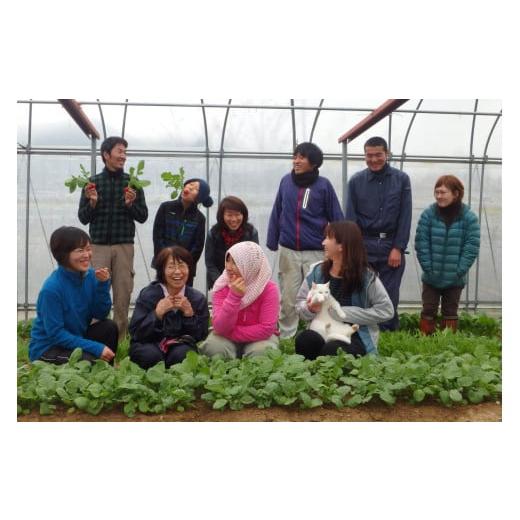 ふるさと納税 京都府 綾部市 京都府綾部市の季節の野菜セットS（1〜2名様分）農薬不使用 無農薬 新鮮 野菜 セット 詰め合わせ 京都 綾部 農家…