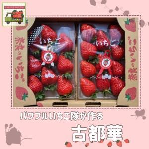 ふるさと納税 いちご好きのためのいちご 奈良県ブランドいちご 「古都華（ことか）」2024年1月発送   奈良県広陵町の大.. 奈良県広陵町