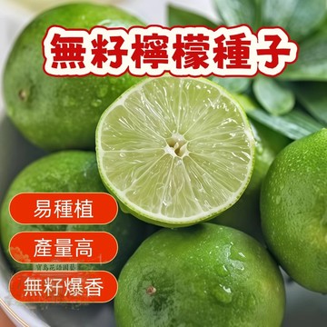 🍋無籽檸檬種子 nm  四季盆栽檸檬樹種子多年生果樹南北部  高產水果種子 水果盆栽 四季種植    #Lemon