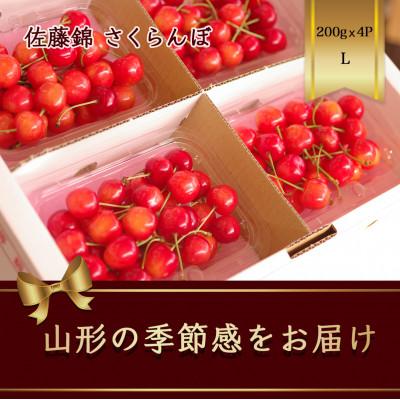 ふるさと納税 山形県 佐藤錦 さくらんぼ L 200g×4パック入