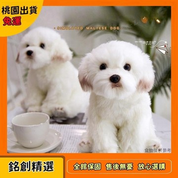 🎀台灣現貸🎀馬爾濟斯犬公仔安撫狗狗娃娃可愛毛絨玩具狗玩偶比熊犬高級t815